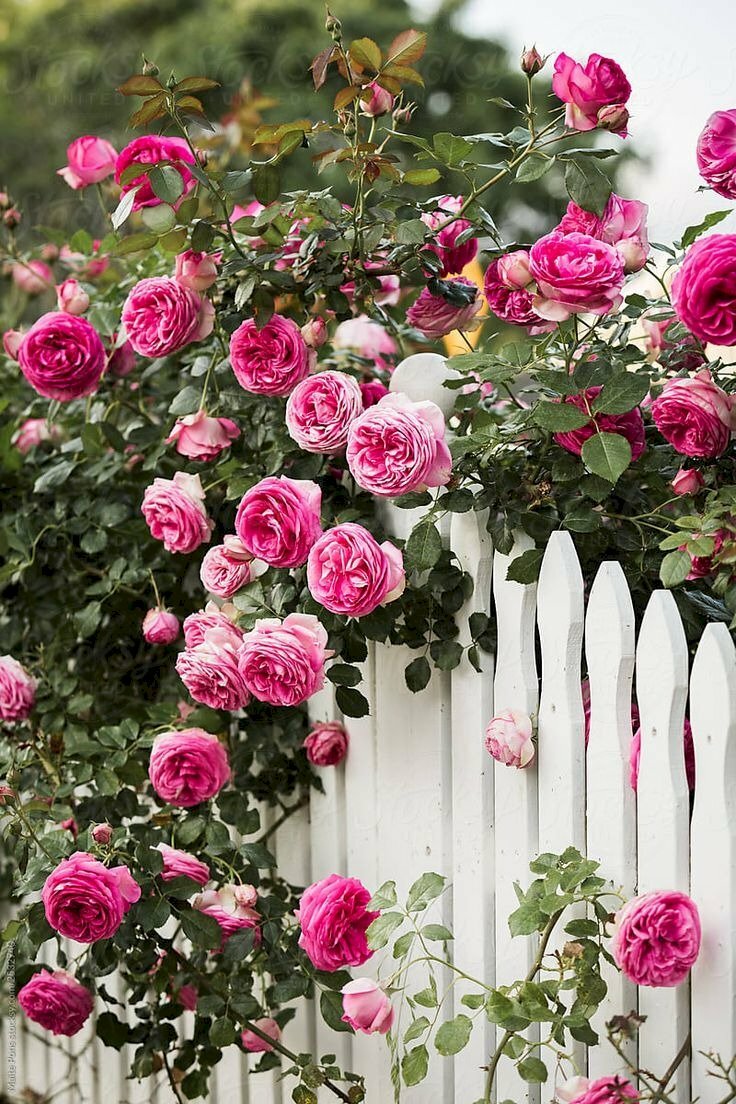 101 hình ảnh ngôi nhà hoa hồng đẹp, chất lượng cao, tải miễn phí