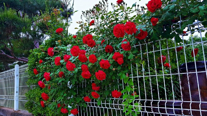 Hình ảnh hàng rào hoa hồng đỏ rực tràn đầy sức sống