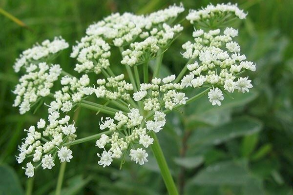 Hình ảnh những chùm hoa bạch chỉ trắng nhỏ xinh thật dễ thương