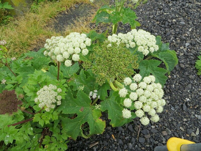 Những cụm hoa bạch chỉ với sắc trắng xinh xắn