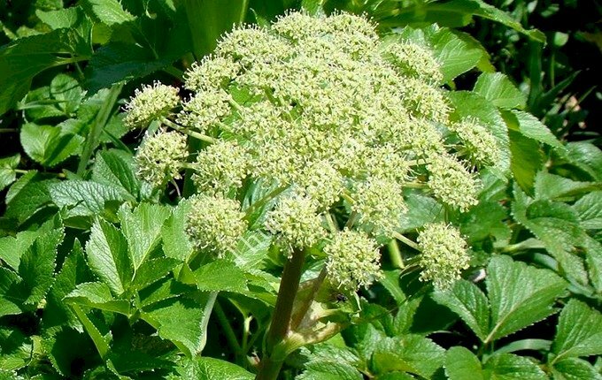 Hình ảnh hoa bạch chỉ đẹp nhẹ nhàng trong nắng