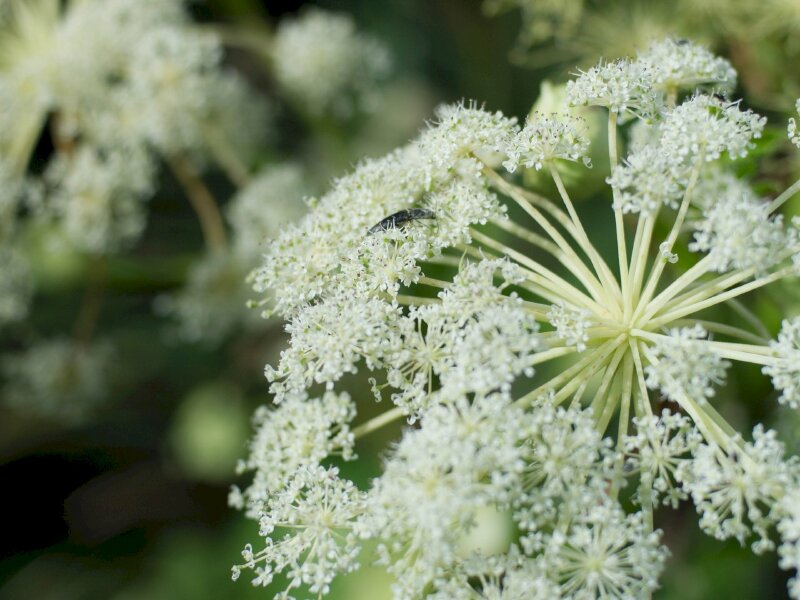 Hoa bạch chỉ với sắc trắng nhẹ nhàng tinh khôi