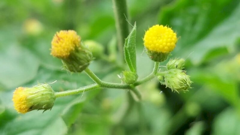 Hoa cây cải trời màu vàng, nhỏ xinh thật lạ mắt