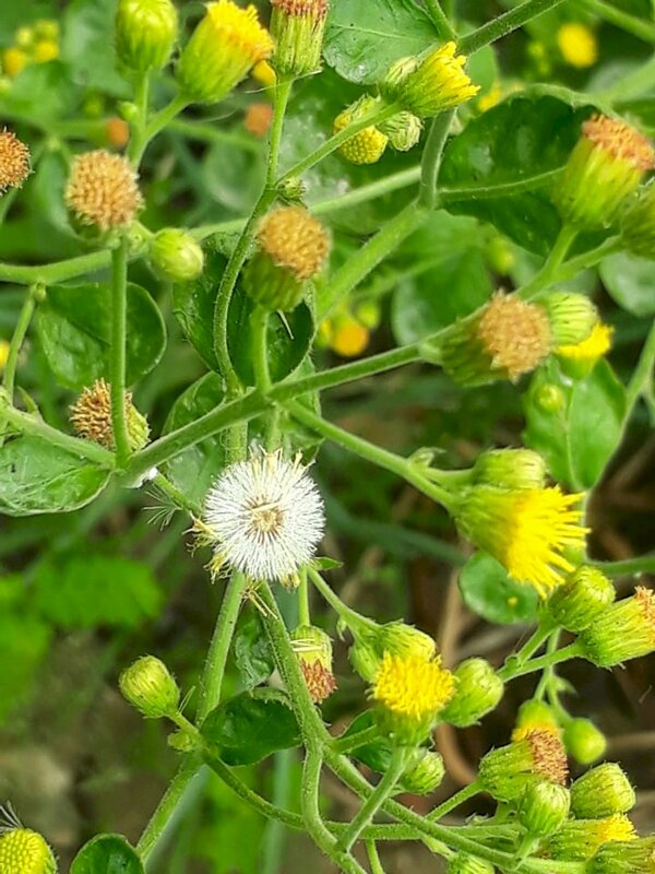 Hình ảnh hoa cải trời đẹp