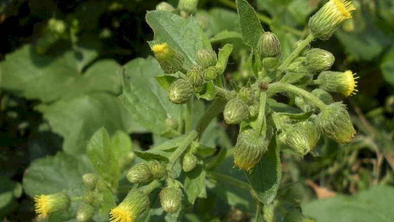 Hình ảnh hoa cải trời chuẩn bị bung nở thật lạ mắt