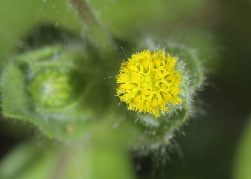 Hình ảnh hoa cây cải trời làm hình nền đẹp