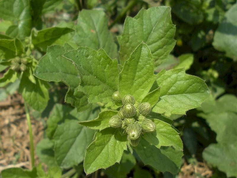 Những nụ hoa cải trời giữa tán lá xanh thật đẹp