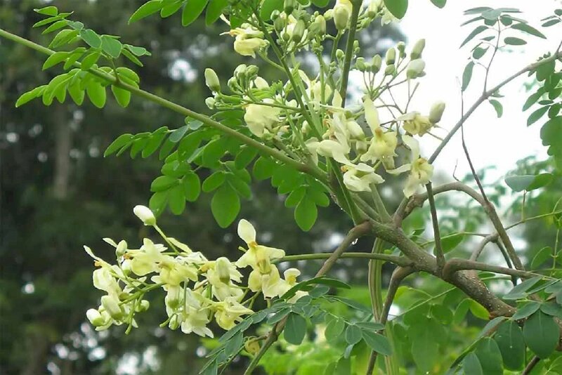 Sắc hoa trắng của cây chùm ngây trong nắng