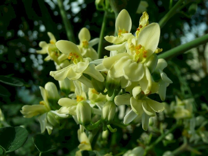 Hình ảnh hoa chùm ngây với màu trắng nhẹ nhàng