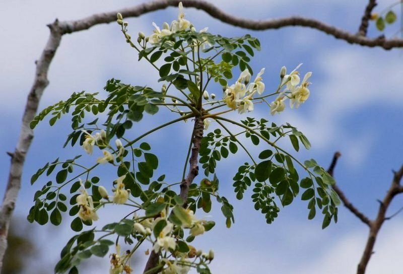 Hình cây chùm ngây đẹp với hoa trắng nổi bật trên nền trời xanh