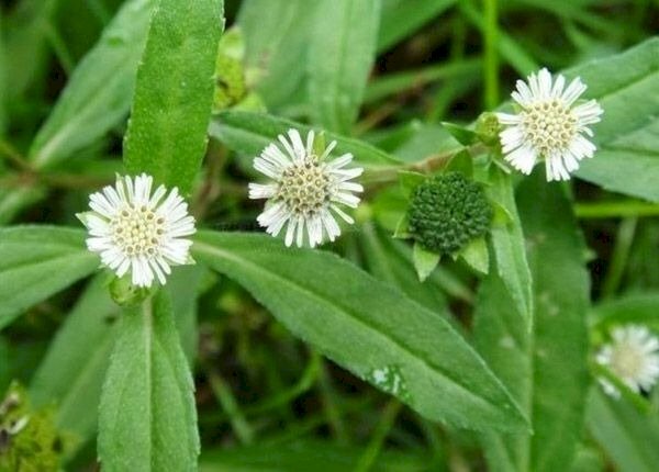 Những bông hoa cỏ mực nhỏ xinh