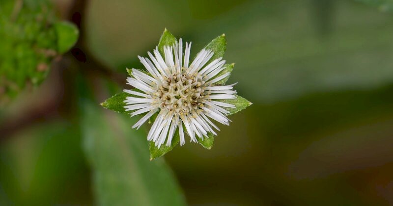 Hình ảnh hoa cây cỏ mực nhỏ nhắn dễ thương