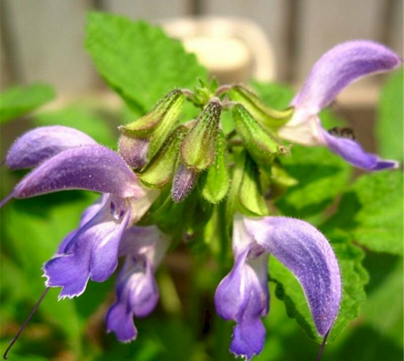 Hình ảnh chụp cận hoa cây đan sâm