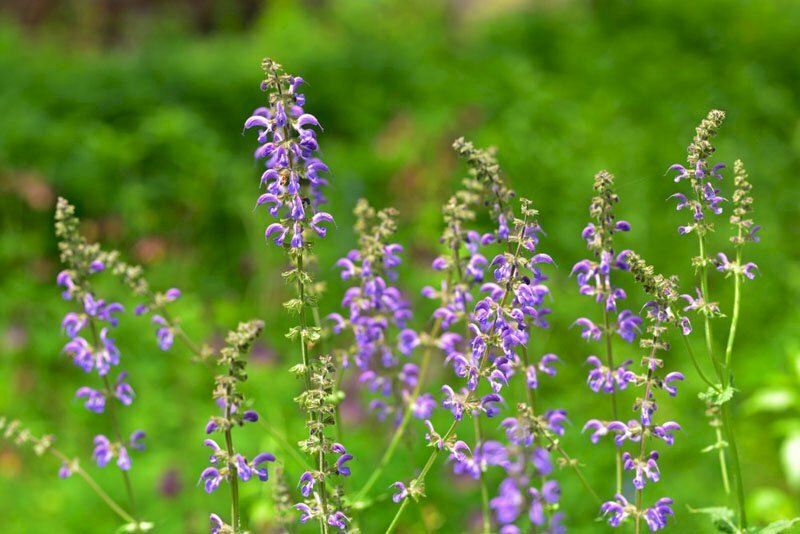 Chùm hoa cây đan sâm màu tím trong nắng thật đẹp