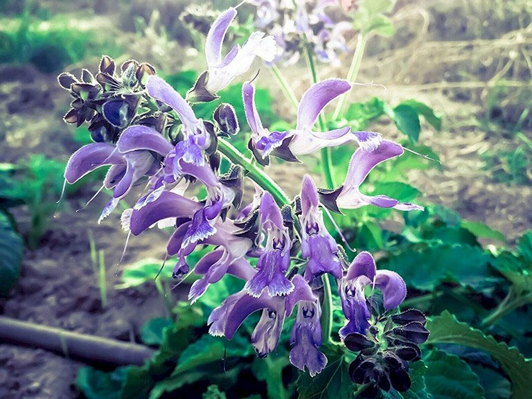 Hoa cây đan sâm mọc thành chùm dài với màu tím thật đẹp mắt