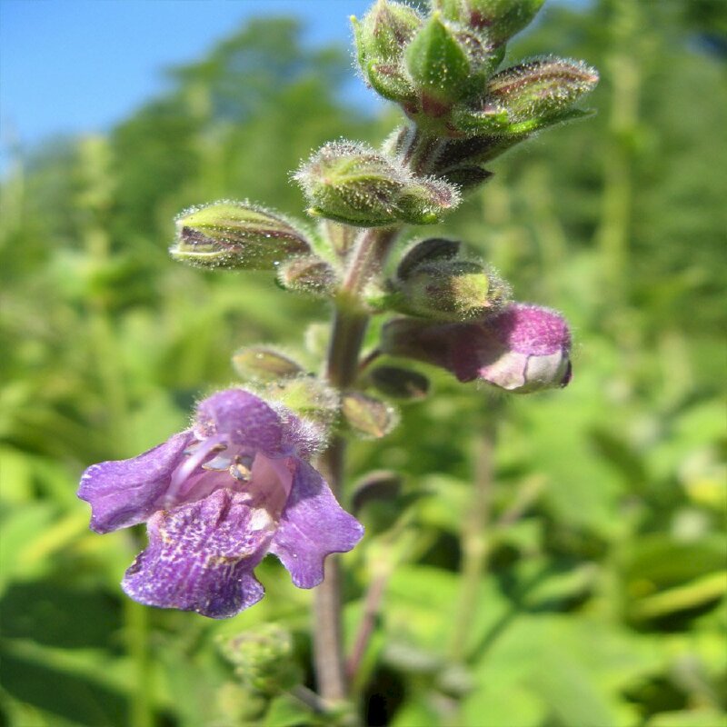 Hình ảnh hoa cây đan sâm zoom cận