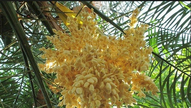 Hình ảnh hoa cây dừa vàng ươm trong nắng