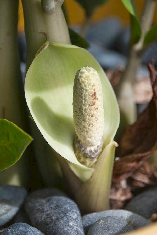Hoa cây kim tiền trong nắng