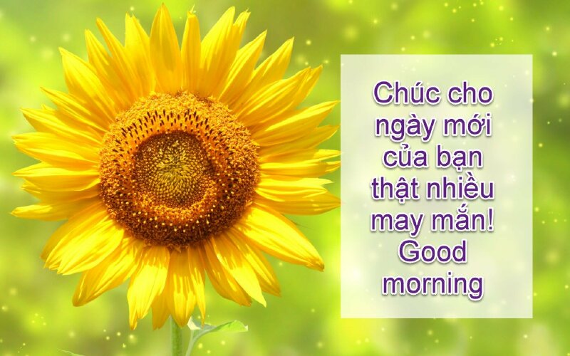 Ảnh chúc ngày mới đẹp hoa hướng dương rực rỡ