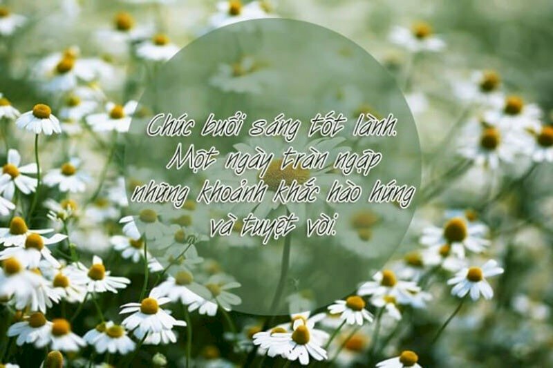 Ảnh cúc hoạ mi đẹp tinh khôi và lời chúc ngày mới dễ thương