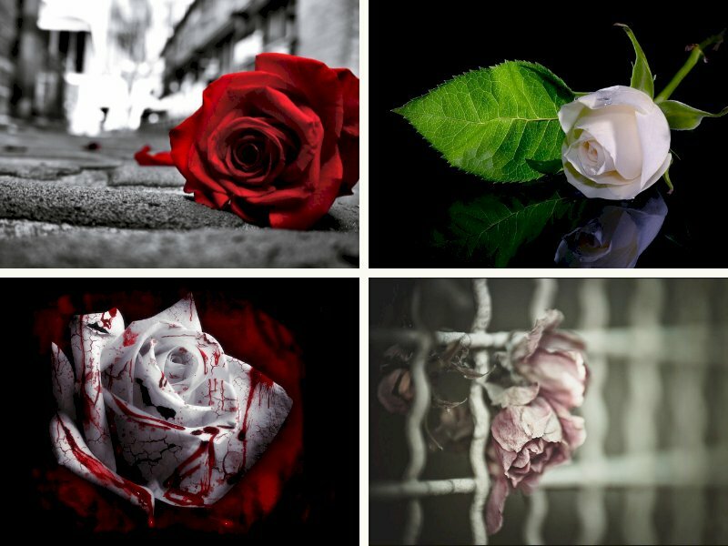Hình ảnh hoa hồng buồn - InKyThuatSo