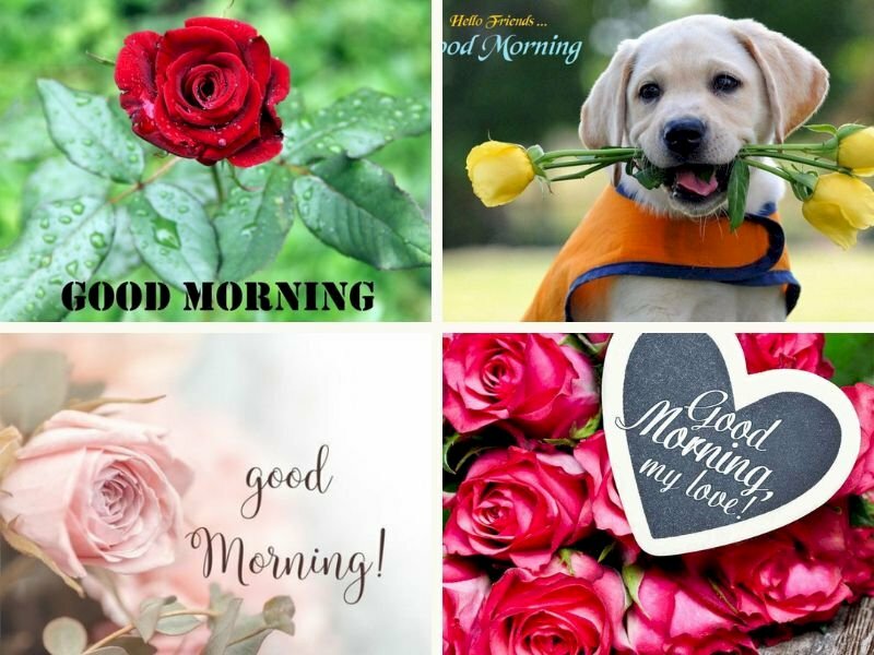 Hình ảnh hoa hồng chào ngày mới - InKyThuatSo