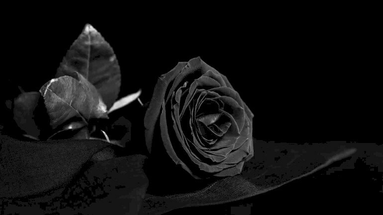 Ý nghĩa của hoa hồng đen  Bí ẩn quyến rũ và sang trọng