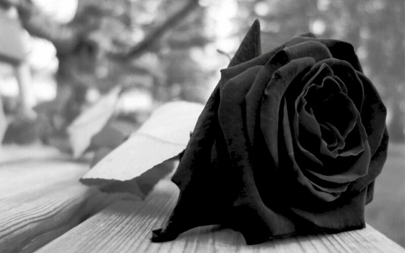 Hình ảnh hoa hồng đen đẹp