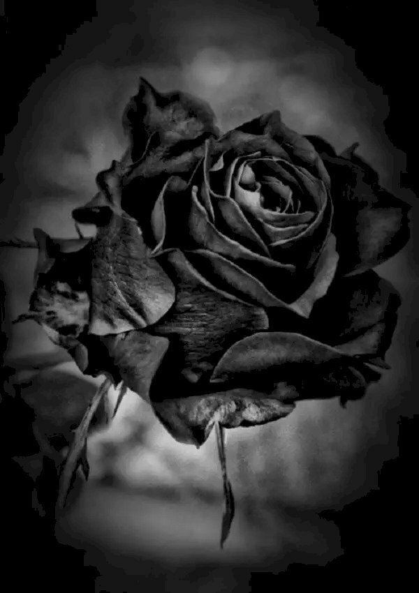 Sự tích của hoa hồng đen và ý nghĩa của nó