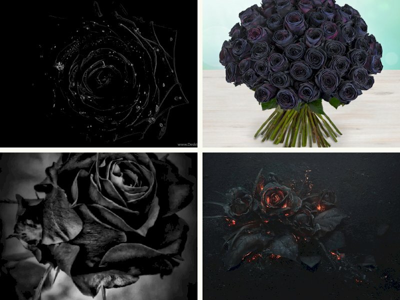 Hình ảnh hoa hồng đen - InKyThuatSo