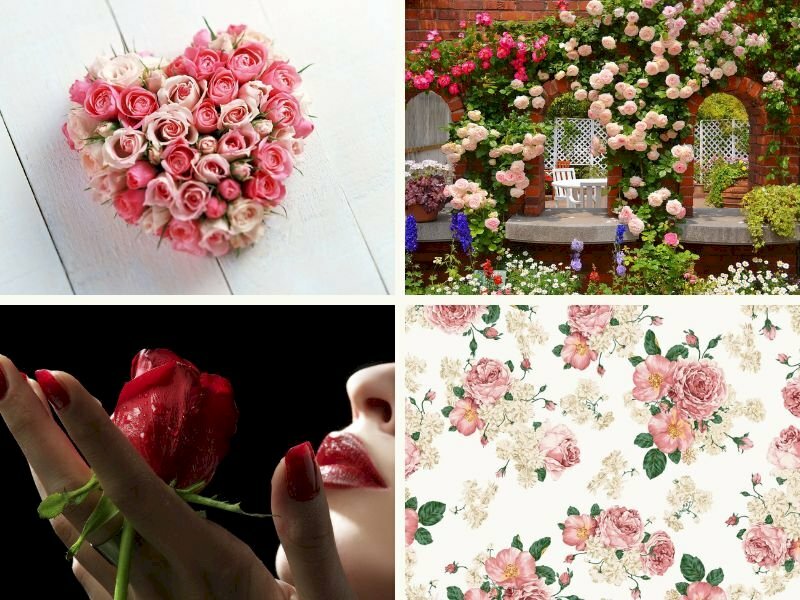 101 Hình ảnh hoa hồng đẹp, tải miễn phí