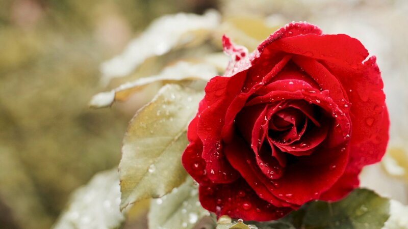 Hình ảnh bông hồng đỏ thắm đọng những hạt nước long lanh như một tình yêu tinh khôi