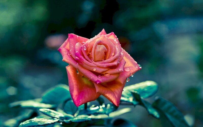 Hình ảnh đoá hồng nhung thật đẫm những giọt sương thật đẹp