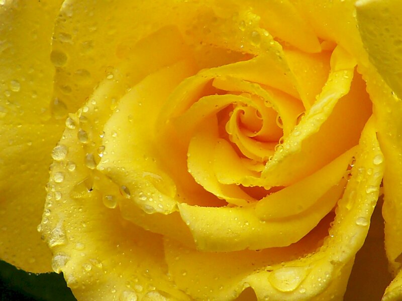 Hình ảnh bông hoa hồng vàng tươi sắc đọng những giọt nước long lanh thật đẹp