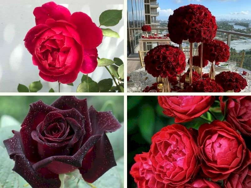 KiViBaRa Hoa hồng Nhung Sadec cỡ bông lớn với sắc đỏ may mắn