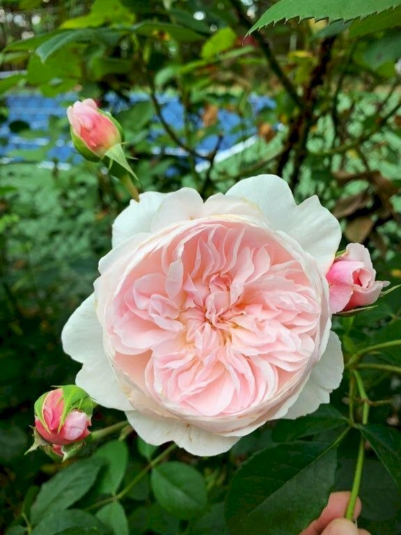 Hình ảnh bông hoa hồng Pháp với vẻ đẹp độc đáo thu hút