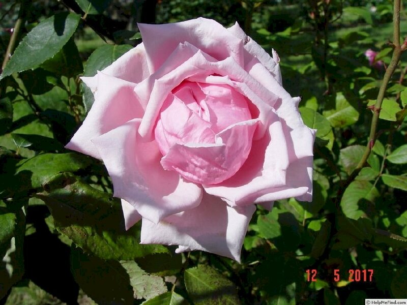 Hình ảnh đoá hồng Pháp đẹp rực rỡ trong nắng