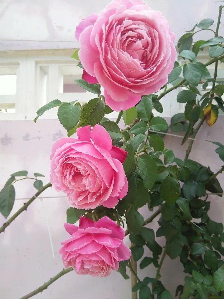 Hoa hồng Pháp  Những giống hoa hồng Pháp đẹp nhấtsai hoa nhất