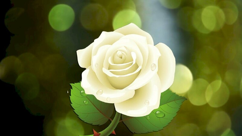 Hình ảnh hoa hồng trắng 3D đẹp ấn tượng