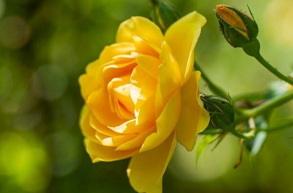 Top 101 hình ảnh hoa hồng vàng chất lượng cao, tải miễn phí Top 101 Hình Ảnh Hoa Hồng Vàng Chất Lượng Cao, Tải Miễn Phí