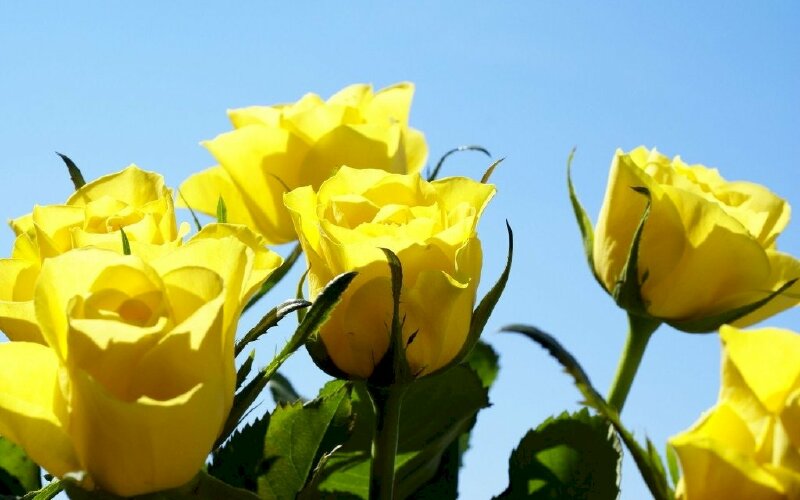 Ảnh những bông hoa hồng vàng tuyệt đẹp dưới ánh nắng ban mai