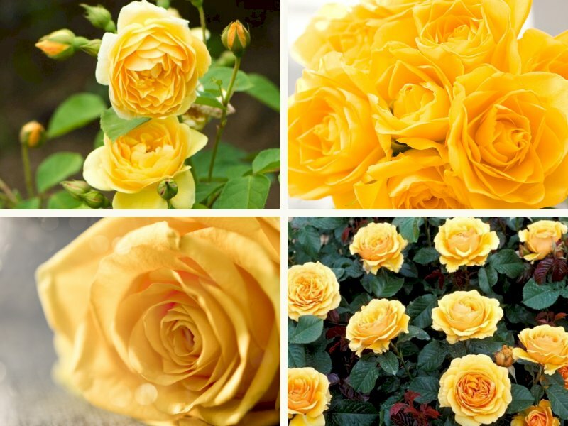 Hình ảnh hoa hồng vàng - InKyThuatSo