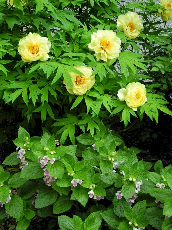 Hình ảnh những bông hoa mẫu đơn nở rộ sắc thắm trong nắng xanh thật đẹp