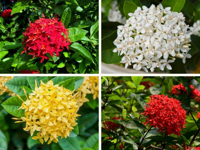 Hình ảnh hoa mẫu đơn Việt Nam - InKyThuatSo