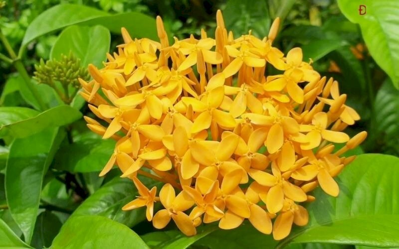 Chùm hoa mẫu đơn Việt Nam màu vàng rực rỡ trên nền những chiếc lá xanh