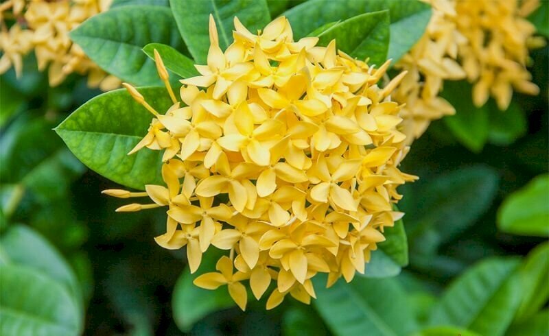 Chùm bông trang vàng rực rỡ dưới nắng