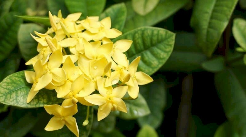 Hình ảnh hoa mẫu đơn Việt Nam màu vàng đẹp nhẹ nhàng, đáng yêu