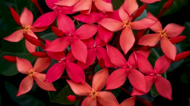 Hình ảnh hoa mẫu đơn Việt Nam mỏng manh, nhẹ nhàng với sắc đỏ tươi thắm