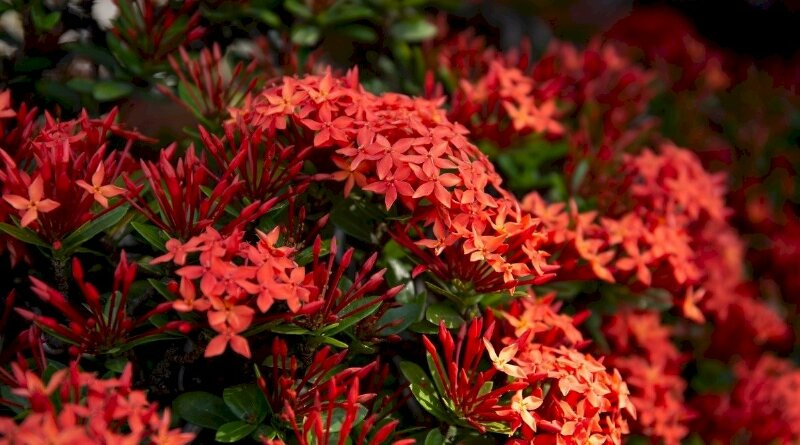 Hình ảnh hoa mẫu đơn Việt Nam sắc đỏ rực rỡ thật đẹp