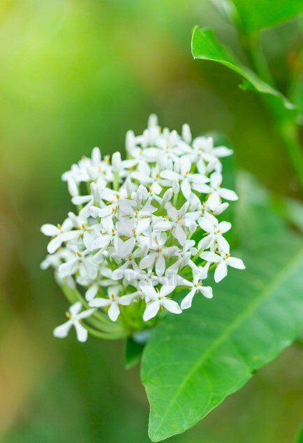 Hình ảnh hoa mẫu đơn Việt Nam sắc trắng nhẹ nhàng thu hút mắt nhìn